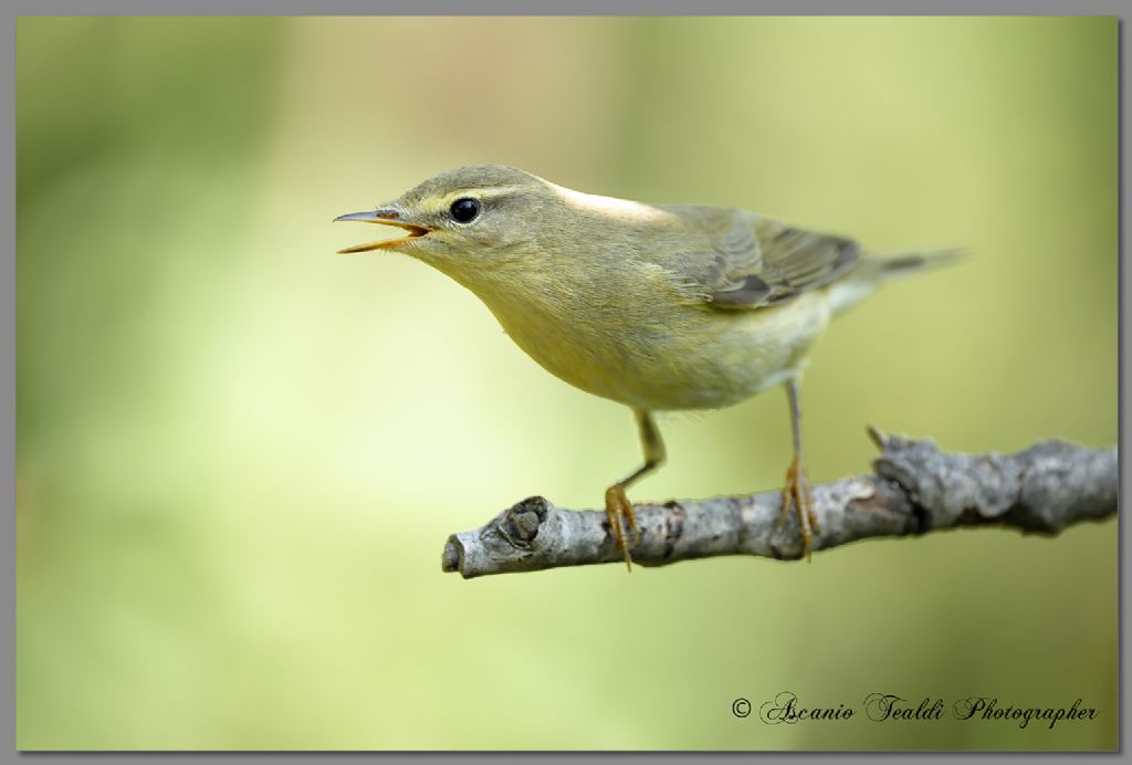 Lu� piccolo o grosso?